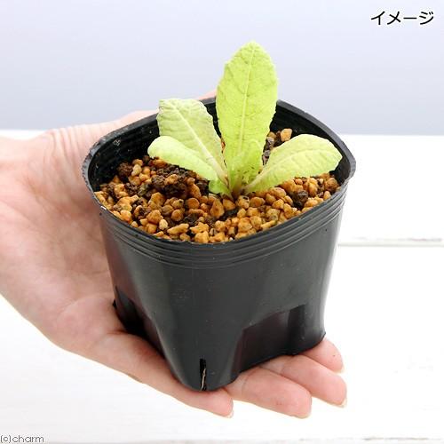 (ビオトープ)水辺植物 クリンソウ 花色おまかせ (1ポット) 湿生植物|チャーム charm PayPayモール店|01