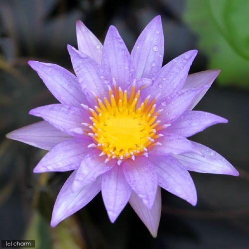チャーム（charm） （ビオトープ）睡蓮 熱帯性睡蓮（スイレン）（青紫