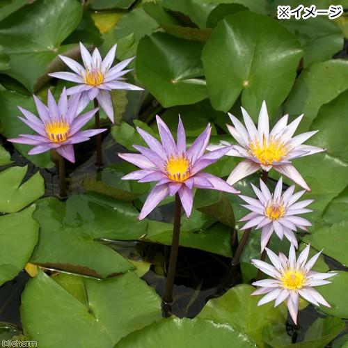 チャーム（charm） （ビオトープ）睡蓮 熱帯性睡蓮（スイレン）（青紫