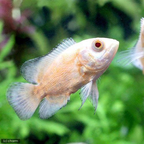 チャーム（charm） （熱帯魚）アルビノレッドオスカー（1匹） 北海道