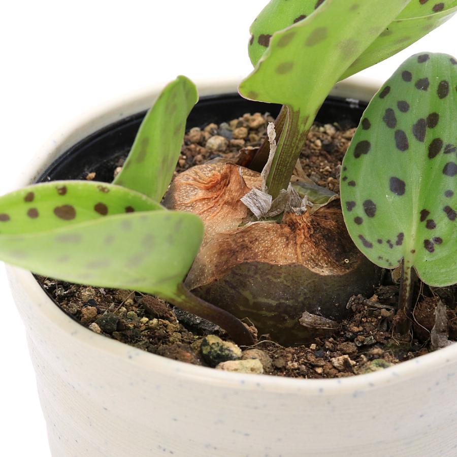 まる様　プラナロム ユーカリラディアタ、ティーツリー、カモマイルローマン まる様 プラナロム ユーカリラディアタ、ティーツリー