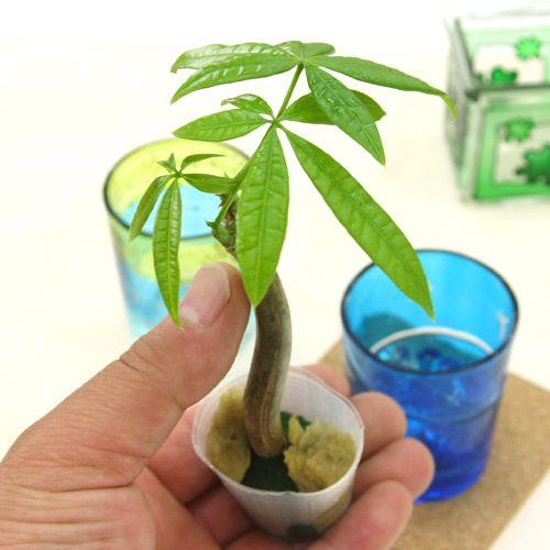 チャーム（charm） （観葉植物）ミニ観葉 オアシス苗 パキラ（1苗