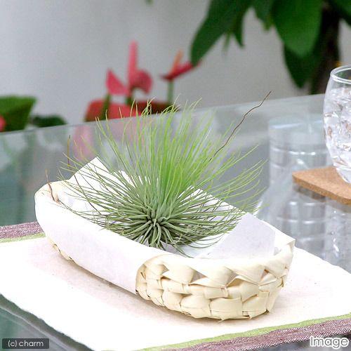 チャーム（charm） （観葉植物）エアープランツ チランジア アンドレア