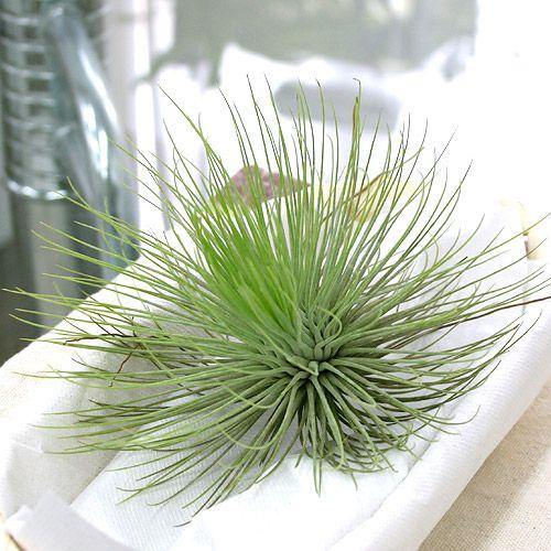 チャーム（ペット） （観葉植物）エアープランツ チランジア