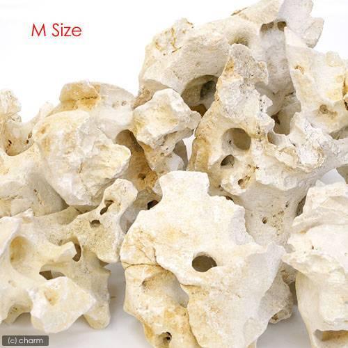 チャーム（charm） 化石サンゴ Mサイズ（約20〜25cm） 1個