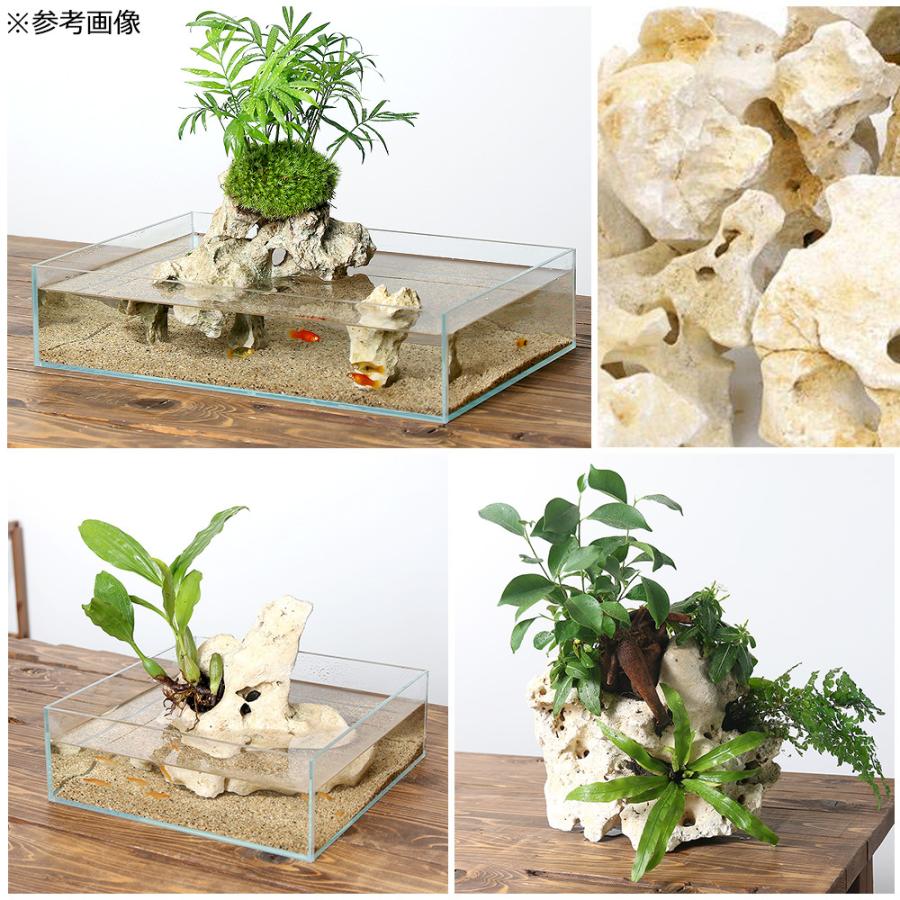 チャーム（charm） 化石サンゴ Mサイズ（約20〜25cm） 1個