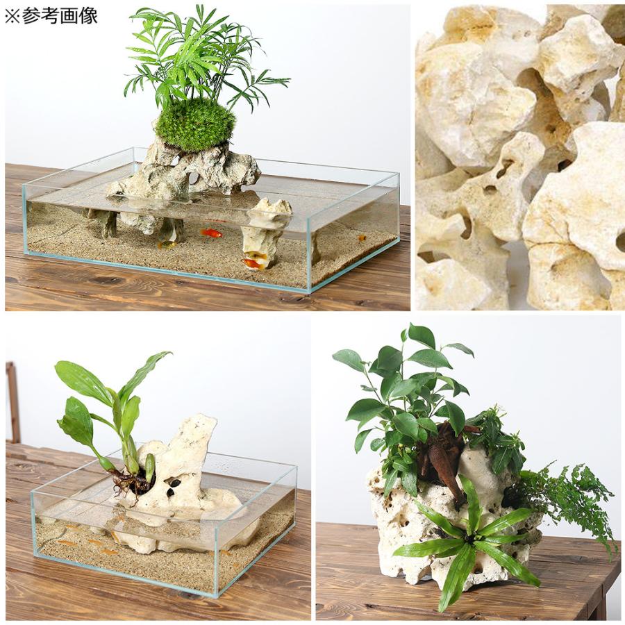 チャーム（charm） 形状お任せ 化石サンゴ Lサイズ（約25〜30cm