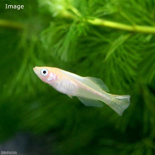 めだか 秋桜メダカ １匹 チャーム Charm Paypayモール店 通販 Paypayモール