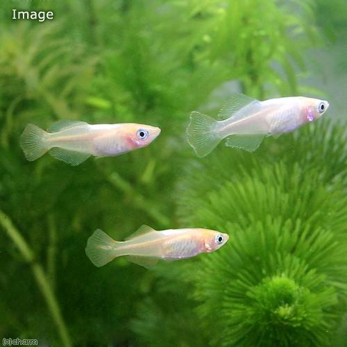 めだか 秋桜メダカ １匹 チャーム Charm Paypayモール店 通販 Paypayモール