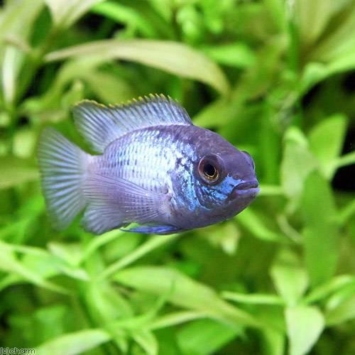 熱帯魚 コバルトブルー アカラ ３匹 北海道航空便要保温 チャーム Charm Paypayモール店 通販 Paypayモール