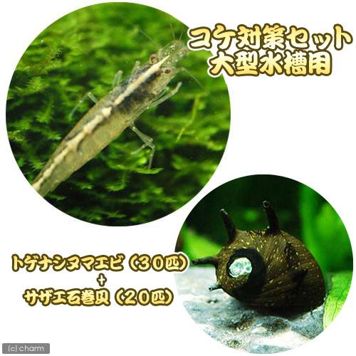 チャーム（charm） （エビ・貝）コケ対策セット 大型水槽用 トゲナシ 