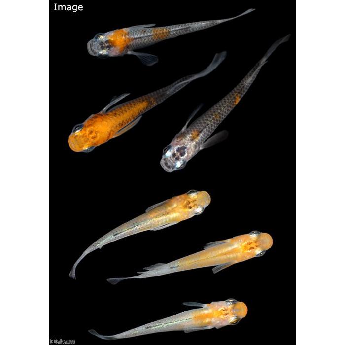 スーパーセール めだか 女雛メダカ めびなめだか ３匹 ショッピング