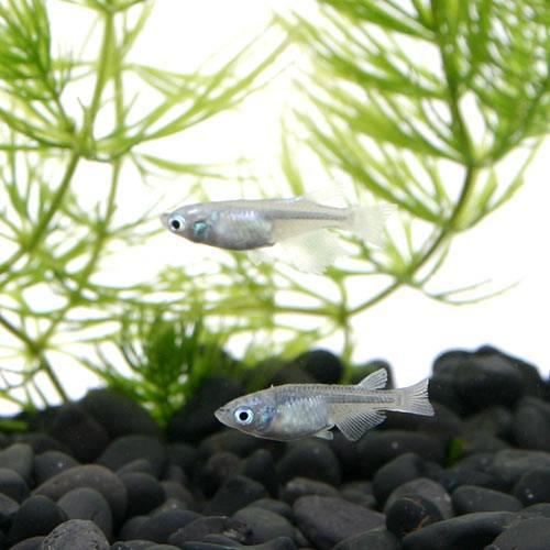 チャーム（charm） （めだか）幹之メダカ スーパー強光（10匹