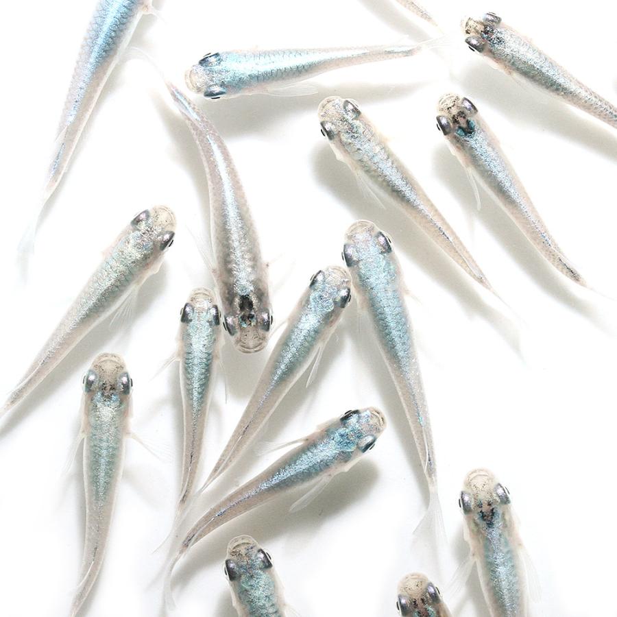 めだか 幹之メダカ スーパー強光 鉄仮面 みゆきめだか １ペア Sonicacts