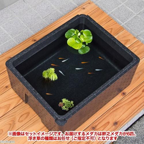 めだか）（水草）私の小さなアクアリウム 幹之メダカ（スーパー強光