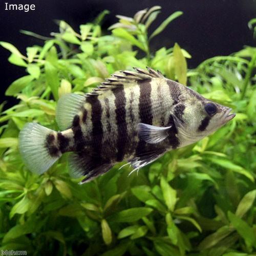 熱帯魚）シックスバーダトニオ（メニーバーダトニオ）8〜10cm（1 