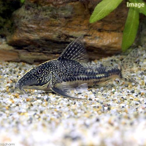 （熱帯魚）コリドラス・バルバータス（ワイルド）（１ペア）　沖縄別途送料　北海道・九州航空便要保温