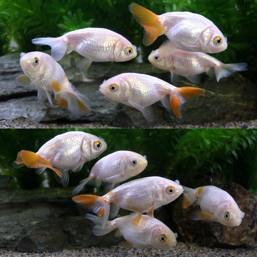 チャーム（charm） （国産金魚）大阪らんちゅう 向坂養魚場産（1匹