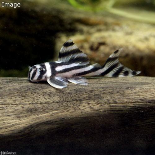 訳アリ インペリアルゼブラプレコ