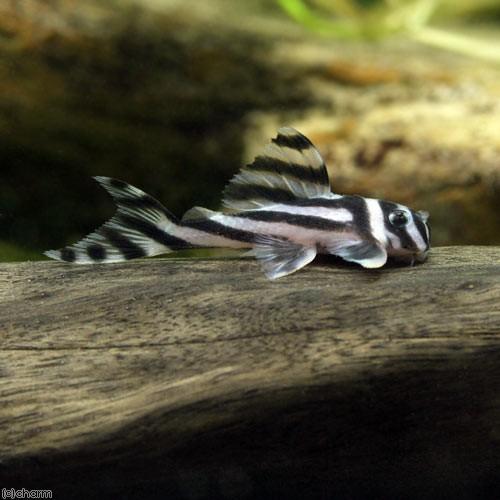 熱帯魚）インペリアルゼブラプレコ ドンキーフェイス Sサイズ（国産