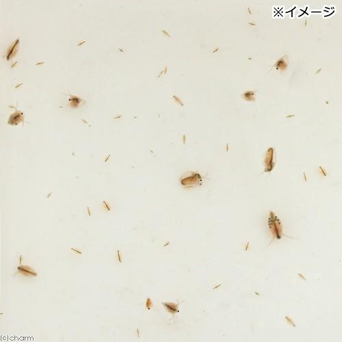 （生餌）オオミジンコ入り飼育水（５００ｍｌ）　活餌　北海道・九州航空便要保温｜chanet｜02