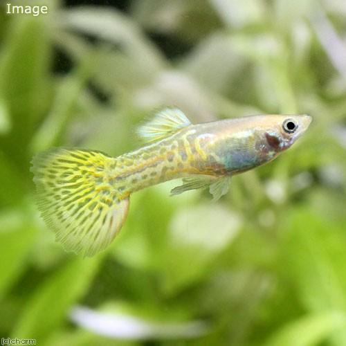 熱帯魚 ゴールデンキングコブラ グッピー オス 外国産 １匹 北海道航空便要保温 チャーム Charm Paypayモール店 通販 Paypayモール