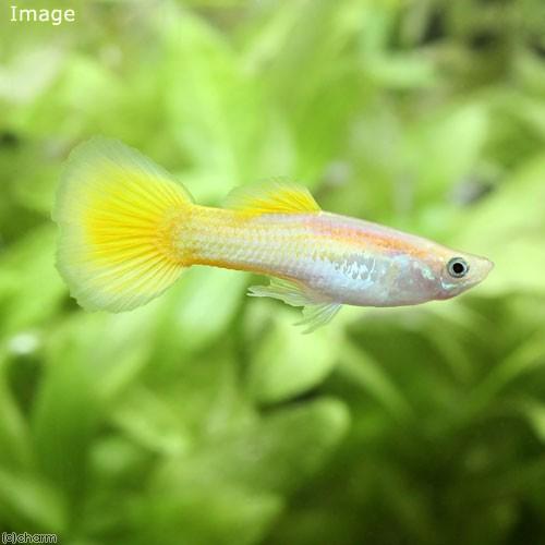 742円 Web限定 熱帯魚 ミカリフゴールデンイエロー グッピー オス 外国産 ３匹 北海道 九州 沖縄航空便要保温1 060円