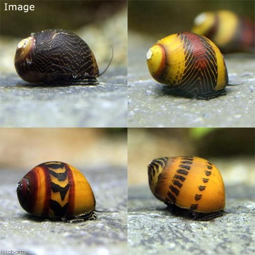 エビ 貝 ゴシキカノコ貝 ５匹 北海道 九州航空便要保温 チャーム Charm ヤフー店 通販 Yahoo ショッピング