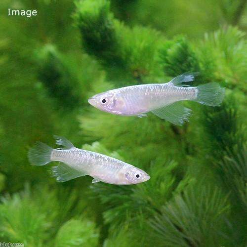 めだか 松井ヒレ長星河メダカ １匹 正式的