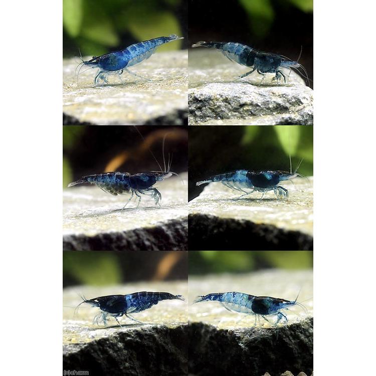 チャーム（charm） （エビ）ベルベットブルーシュリンプダークブルー