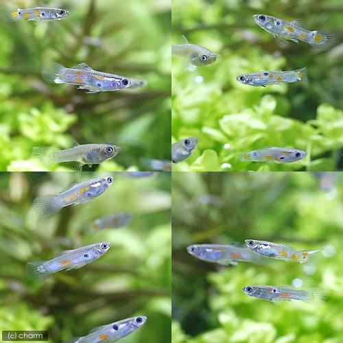 熱帯魚 ワイルドフォーム グッピー ３ペア 北海道航空便要保温 チャーム Charm Paypayモール店 通販 Paypayモール