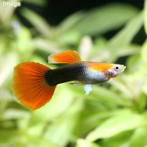 熱帯魚 レッドテールタキシード グッピー オス 外国産 ３匹 北海道航空便要保温 Burnsphoto