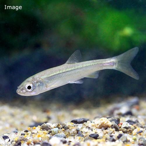 淡水魚 ウグイ ｓサイズ ３匹 世界の人気ブランド