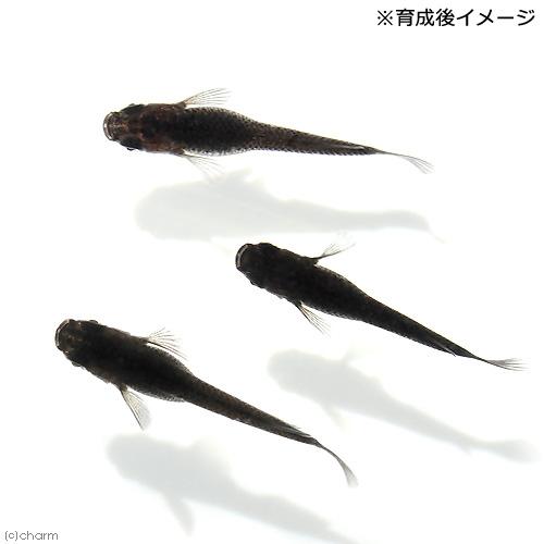めだか）無選別 オロチメダカ 稚魚（5匹） : チャーム charm ヤフー店 
