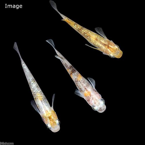 極上三色ラメメダカの選別済み幼魚 めだか）無選別 三色ラメメダカ 稚魚（5匹） : チャーム charm ヤフー