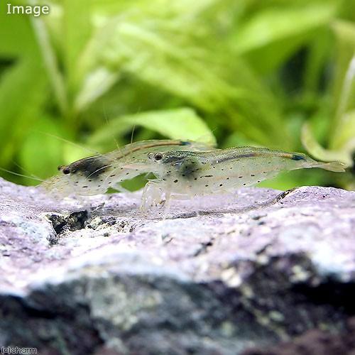 エビ トロピカルシュリンプ 台湾ヤマトヌマエビ ５匹 北海道 九州航空便要保温 5548 チャーム Charm ヤフー店 通販 Yahoo ショッピング