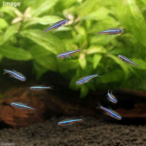 熱帯魚 グリーンネオンテトラ ブリード ２０匹 北海道航空便要保温 訳あり品送料無料