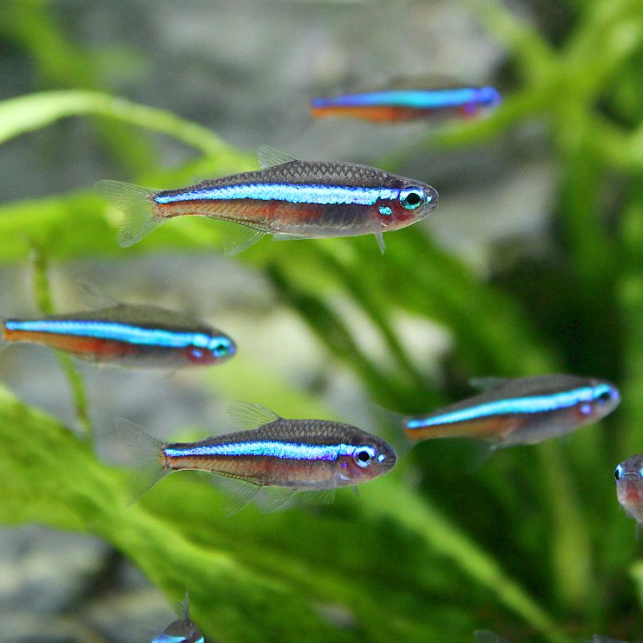 （熱帯魚）グリーンネオンテトラ（ブリード）（２０匹）　北海道・九州航空便要保温 | チャーム（ペット） | 01