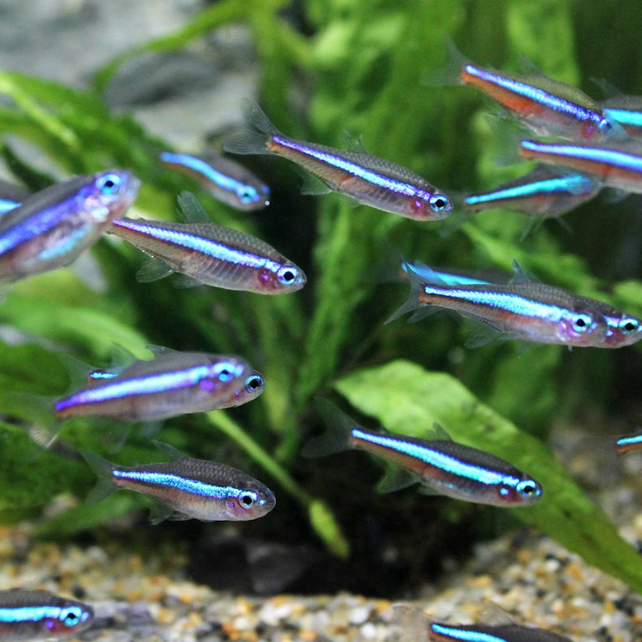 （熱帯魚）グリーンネオンテトラ（ブリード）（２０匹）　北海道・九州航空便要保温 | チャーム（ペット） | 02