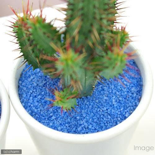 サボテンと多肉の飾り砂 スカイブルー 売り込み ５０ｇ