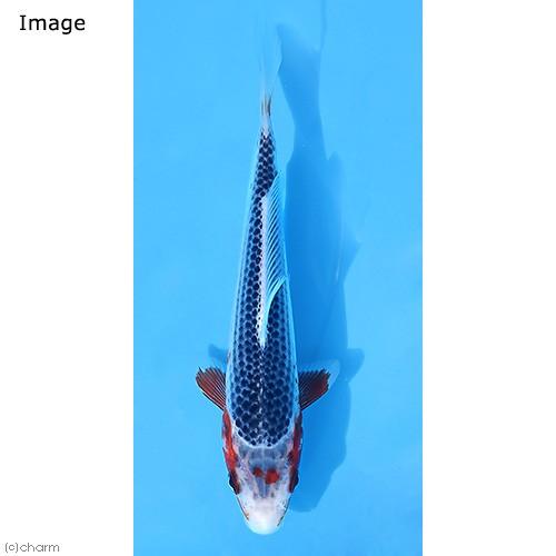 錦鯉　浅黄 養魚場さんオススメ個体!! 浅黄錦鯉 2021.11/18撮影 ｜錦鯉と金魚を