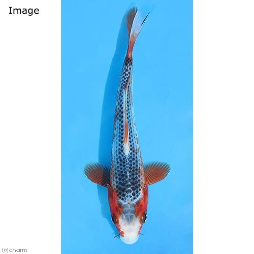 チャーム（charm） （錦鯉）浅黄／アサギ ニシキゴイ 8〜13cm（1