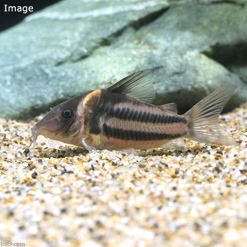 コリドラス スーパーパラレルス 4匹