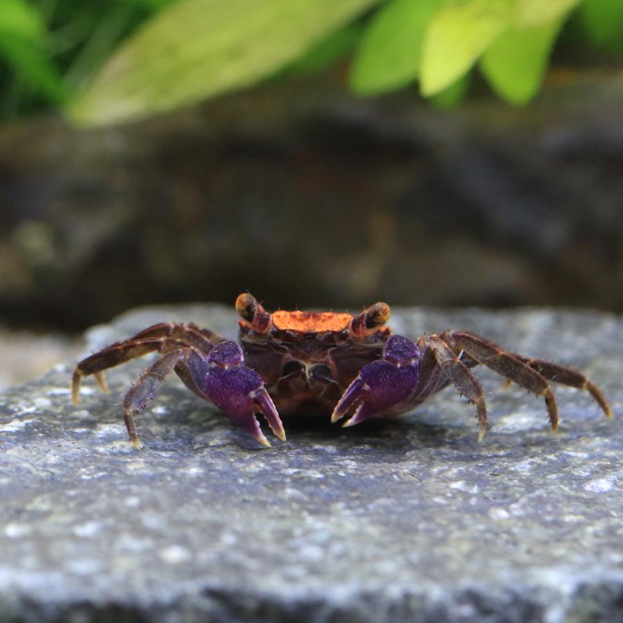 チャーム（charm） （エビ・カニ）タンジェリンバンパイア・クラブ（3