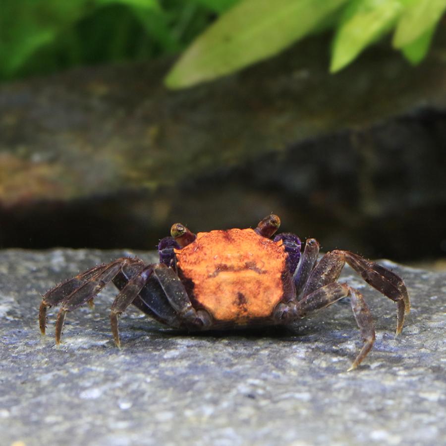 チャーム（charm） （エビ・カニ）タンジェリンバンパイア・クラブ（3