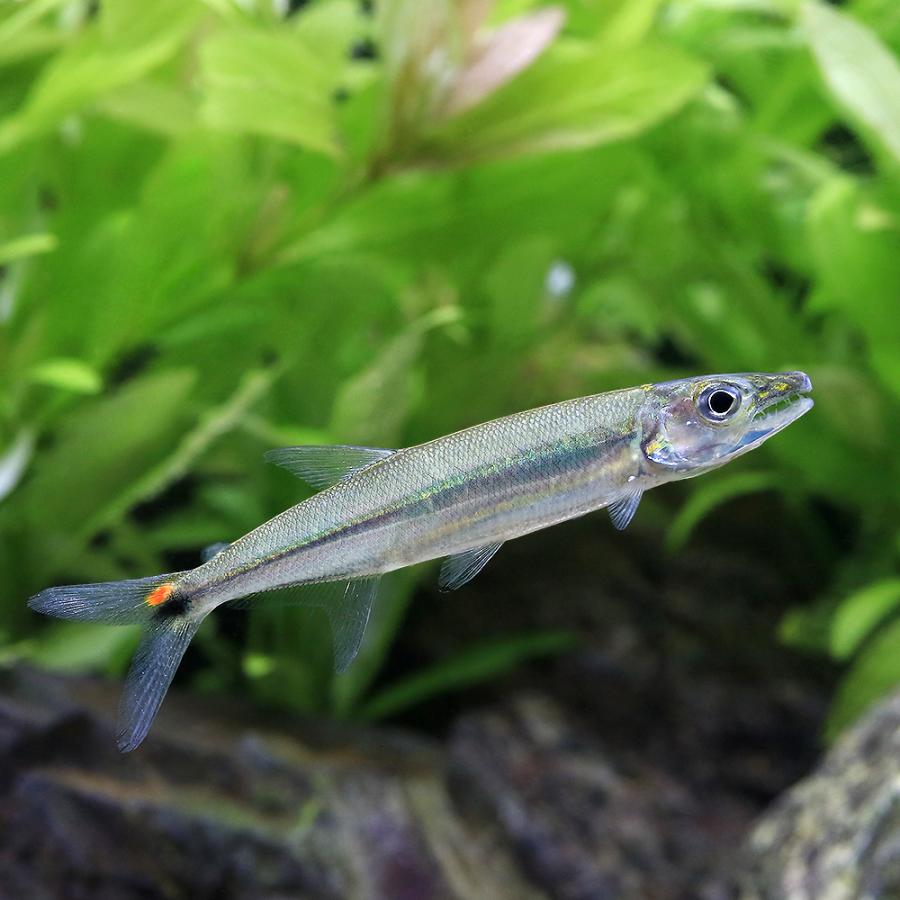 熱帯魚）ストライプトーピードパイク・カラシン（ワイルド）（1匹