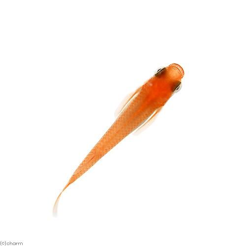 めだか 紅帝メダカ 紅帝めだか １ペア チャーム Charm Paypayモール店 通販 Paypayモール