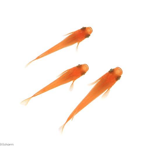 めだか 紅帝メダカ 紅帝めだか １ペア チャーム Charm Paypayモール店 通販 Paypayモール