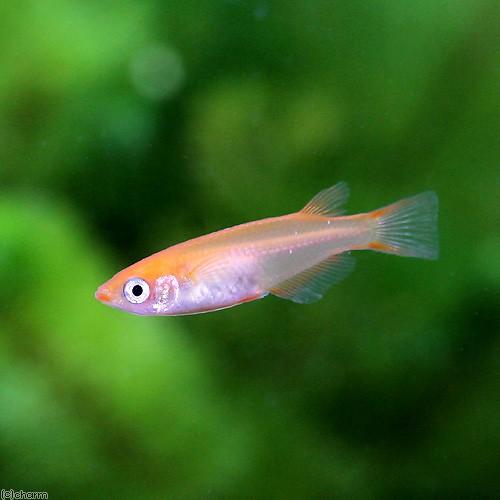 お値打ち価格で めだか 紅帝メダカ １ペア Shipsctc Org