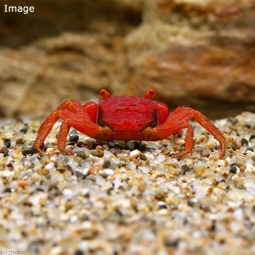 ポピー/カニウンガージン ソフビ ポピー/カニウンガージン ソフビ